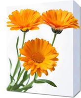 Obraz 30x40cm Słoneczne Kalendule