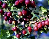 Agrest BEZKOLCOWY SPINE FREE odporny NA PNIU