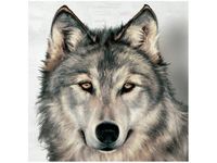 50X50CM SZARY WILK OBRAZ