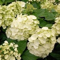 Hortensja bukietowa MAGICAL MONT BLANC Sadzonki w doniczkach P9