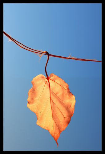 Plakat 30x45cm Ostatni Liść na Arena.pl
