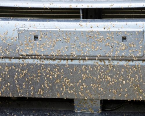 Fresso Bug Remover Płyn Do Usuwania Owadów Z Auta Skuteczny 1000ml 1L na Arena.pl