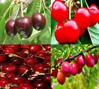 WIŚNIA Pakiet 6 sztuki - sadzonki 60 / 90 cm