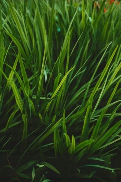 Nawóz Letni Uniwersalny Barenbrug BarFertile Universal 5KG zdjęcie 3