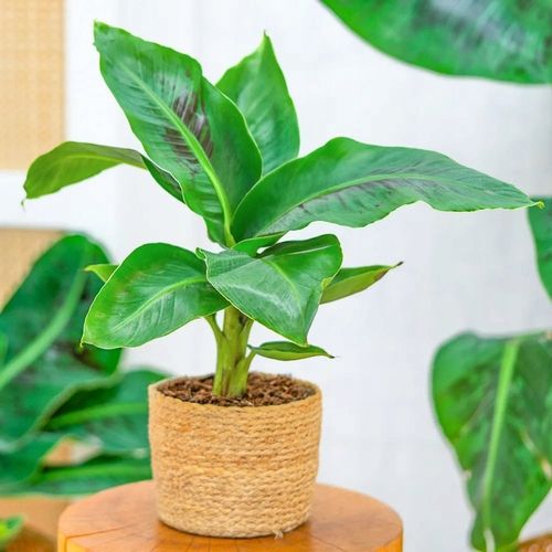 Musa acuminata Bananowiec - EGZOTYCZNY BANAN W DOMU - Duże Liście na Arena.pl