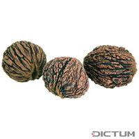 Orzech czarny amerykański