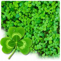 MIKROKONICZYNA NASIONA KONICZYNA DROBNOLISTNA BIAŁA DEKORACYJNA GĘSTA 1 KG