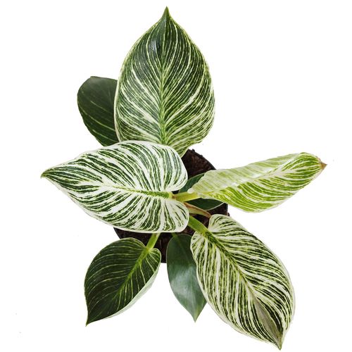 FILODENDRON  BIRKIN 20cm na Arena.pl