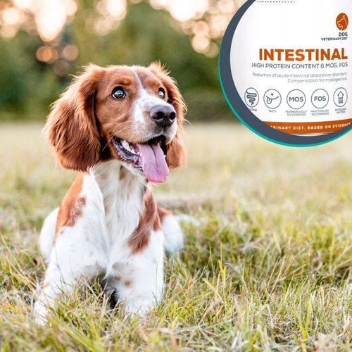 Mokra karma dla psów problemy z trawieniem Vet Expert Intestinal na Arena.pl