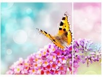 70X50CM MOTYL KWIATKACH DWÓJ OBRAZ NIESYMETRYCZNY