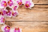 FOTOTAPETA STORCZYKI NA DESKACH SALON