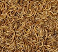 Mącznik młynarek Tenebrio Molitor 250ml