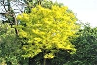 GLEDICZJA TRÓJCIERNIOWA miododajna - sadzonki 120 / 150 cm