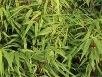 Bambus ogrodowy Mrozoodporny Fargezja rdzawa Fargesia rufa Kępowy