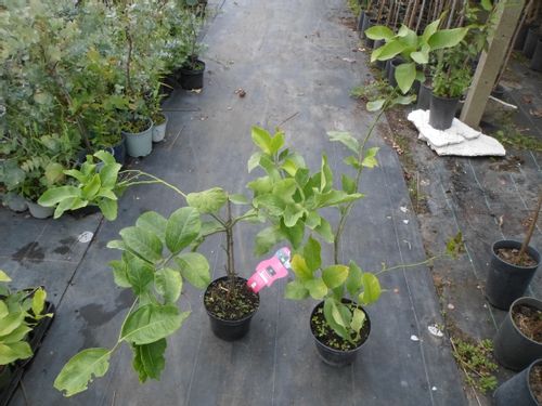 Limeta kwaśna lima limonka Wodka Lime 60-80cm C2 na Arena.pl