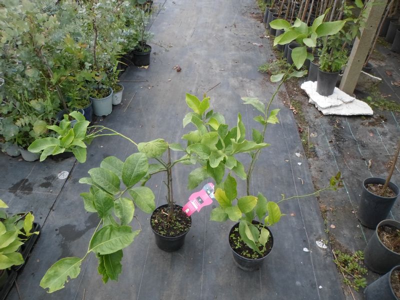 Limeta kwaśna lima limonka Wodka Lime 60-80cm C2 zdjęcie 8