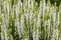 Szałwia omszona Sensation White - Salvia nemorosa