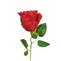 Róża pojedyncza czerwona
