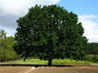 Dąb szypułkowy SADZONKI 50/80cm Quercus Robur