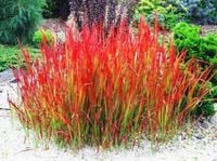 TRAWA czerwona Pakiet 5 sztuk odporna na mróz