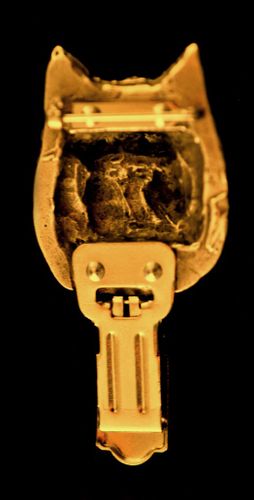 Cairn Terrier - klips - 1028 na Arena.pl