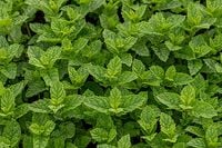 Mięta marokańska Mentha spicata Moroccan sadzonka zioło aromatyczne