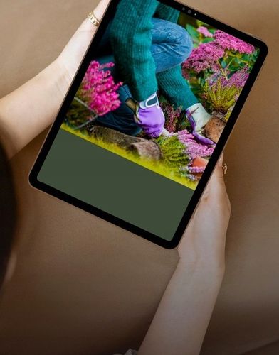 Prusznik niebieski VICTORIA zimozielony SADZONKA niebieski DŁUGO na Arena.pl