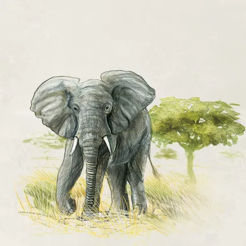 Śladami Darwina Prosta i przyjemna gra rodzinna zbieranie zestawów kafelków na Arena.pl