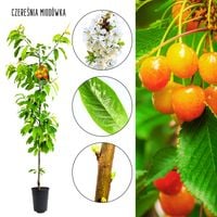 Czereśnia Miodówka łatwa pielęgnacja duże plony 180-220 cm