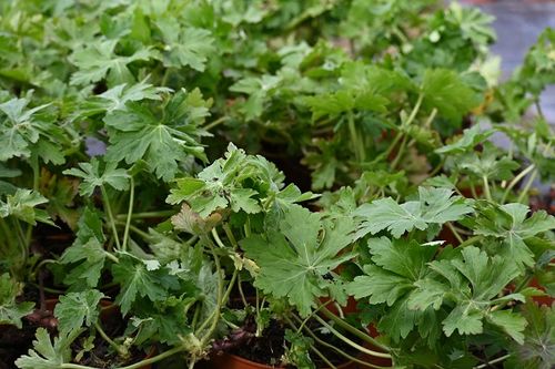 Bodziszek korzeniasty Czakor - Geranium macrorrhizum na Arena.pl