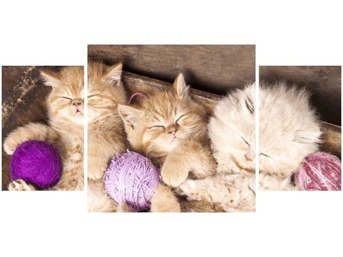 80X40CM ŚPIĄCE KOTY MISCE TRÓJ OBRAZ DRUK na Arena.pl
