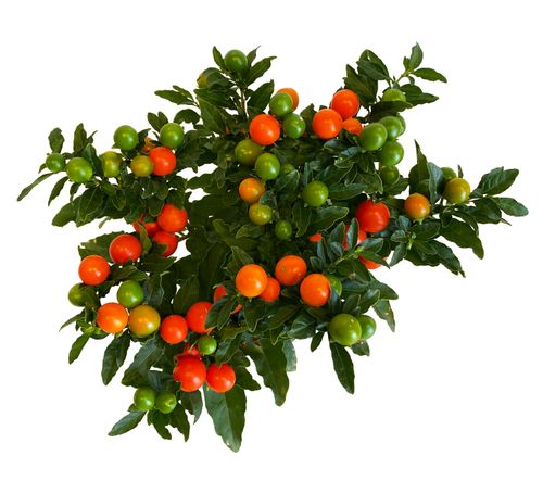 Psianka (Solanum Mega Ball) 25 cm na Arena.pl