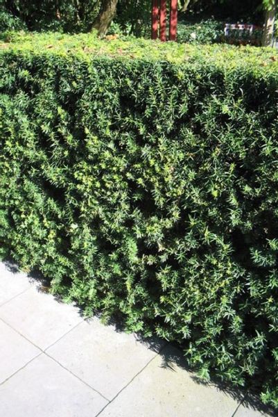 Cis pospolity Sadzonki TAXUS BACATA żywopłot  30-50cm zdjęcie 1