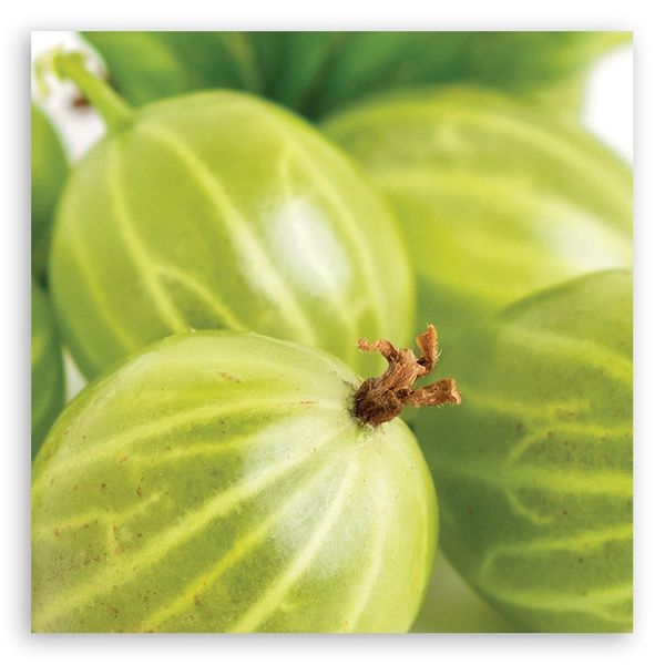 Emaga Obraz na płótnie, Agrest makro - 30x30 zdjęcie 3