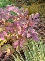 Xanthorhiza simplicissima unikat dla kolekcjonerów