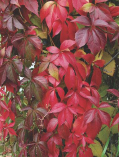 WINOBLUSZCZ - sadzonki w doniczkach na Arena.pl