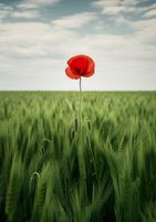 Plakat 29,7x42cm Samotny Mak na Polu