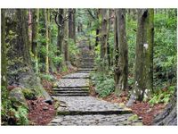 OBRAZ JAPOŃSKA ŚCIEŻKA PRZEZ LAS