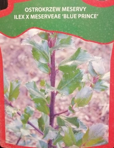 Ostrokrzew Blue Prince żywopłot zimozielony na Arena.pl