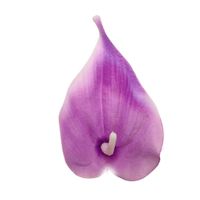 Calla wyr mała fioletowa 24 szt