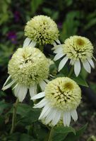 JEŻÓWKA COCOUNT LIME - sadzonki w doniczkach