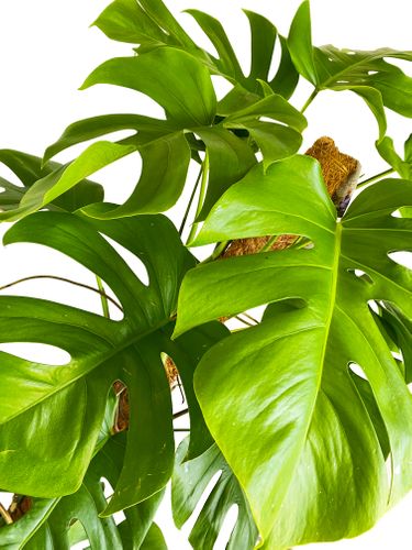 MONSTERA DZIURAWA DELICIOSA 130cm na Arena.pl