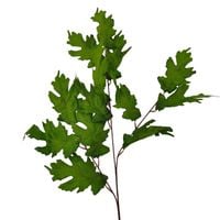 Liść x 3 green 6 szt