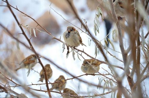 KARMA DLA PTAKÓW DZIKICH ZIMUJĄCYCH POKARM ZIARNO IDEALNY DO KARMNIKA 10KG na Arena.pl