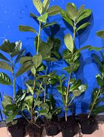 Laurowiśnia NOVITA 50-80cm 3-krotnie cięta SZKÓŁKOWANE DONICZKA P9