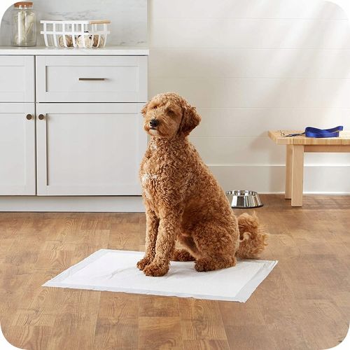 PODKŁADY HIGIENICZNE MATY DLA PSA NAUKA SIKANIA 60x60 100szt 600ml 8gr SAP na Arena.pl