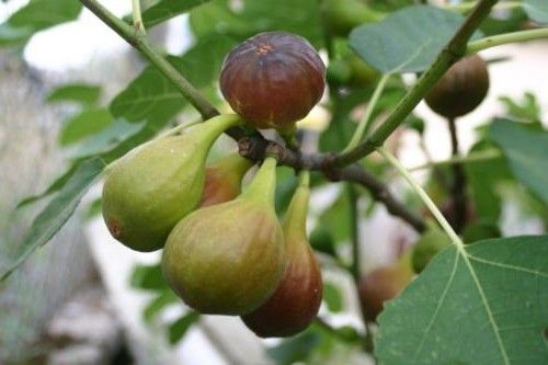 Figa figowiec sadzonki owocują 40-60cm C2 zdjęcie 2