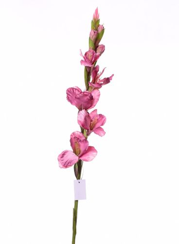 Mieczyk fioletowy 84cm na Arena.pl