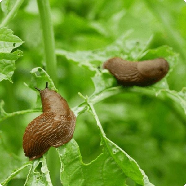 GRANULAT NA ŚLIMAKI 685g Substral Naturen Ślimakol EKO BIO + LIMA ORO 200G zdjęcie 12