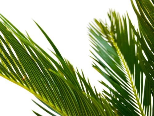 CYKAS (CYCAS) 40 cm na Arena.pl